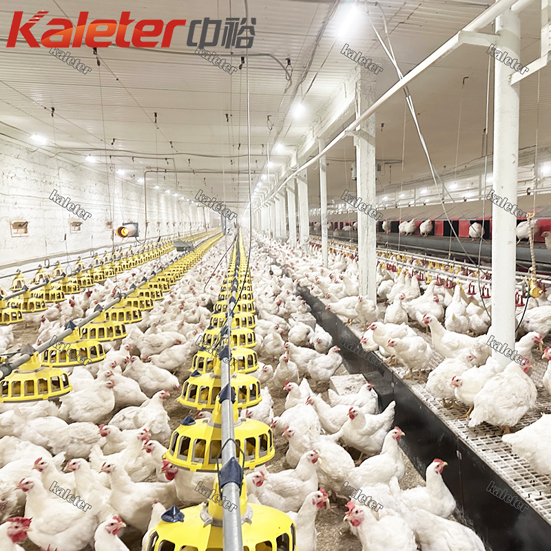 Alimentador automático de pollo de engorde Pan House Farm Supplies Motor Cría Equipo de cría de aves de corral Sistema de alimentación